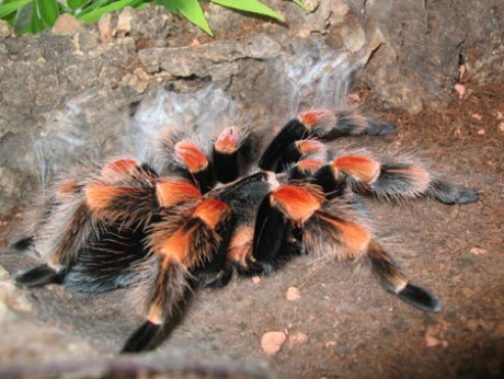 Brachypelma annitha